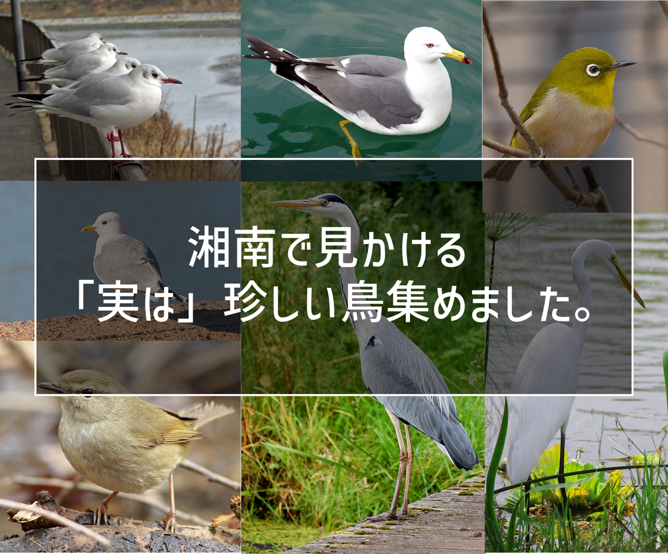 湘南でよく見かける 実は 珍しい鳥について一覧にしてみました 内地の人には本当に異文化です 湘南ブログ